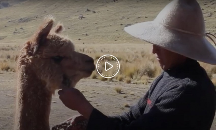 Fibra di Alpaca: storia e evoluzione