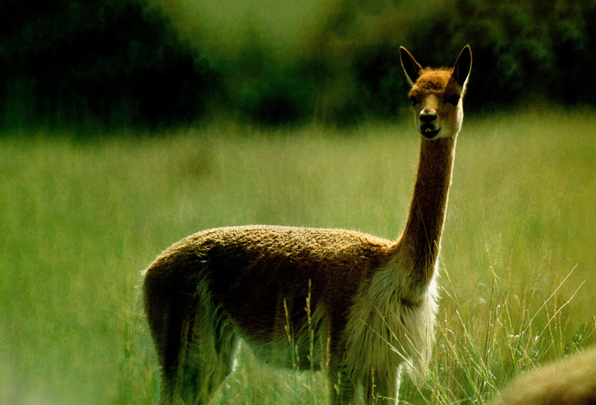 Alvigini_-_Vicuna_-_Extra_494d82b1d1_.jpg