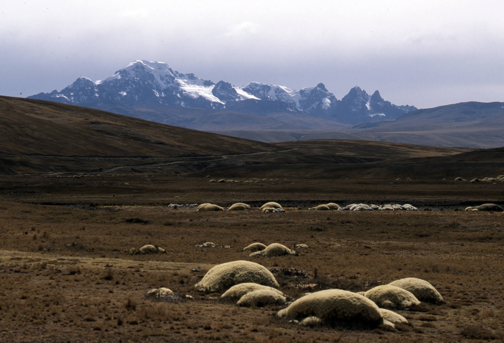 Alvigini_Guanaco_4_6409a9cd21_.jpg